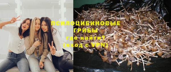 индика Горнозаводск